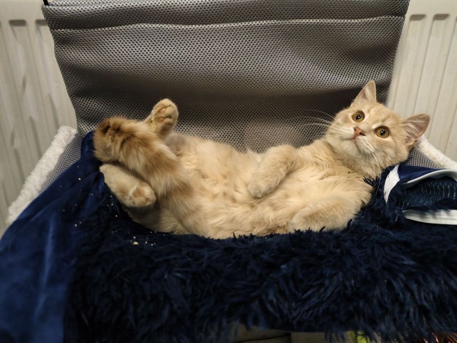 Котик 6 місяців чекає на свою родину