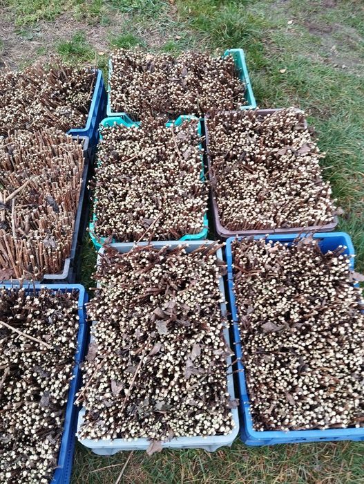 Porzeczka czarna Tihope sztobry