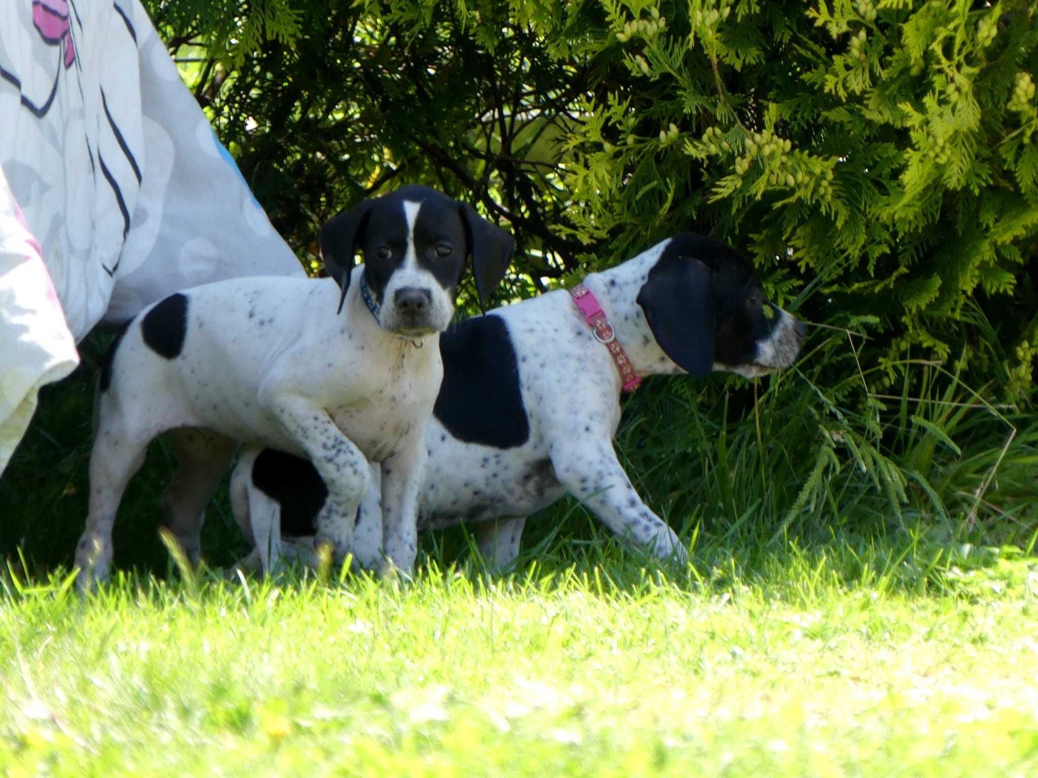 Bluey- suczka rasy pointer, wyżeł angielski