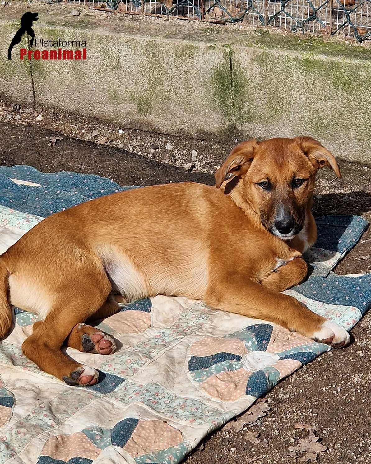 ANDIE - Cãozinho jovem para adoção!