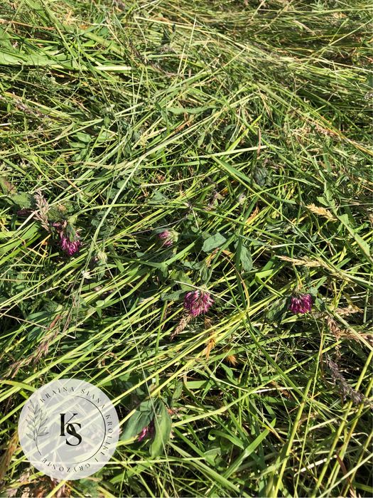 4kg/Sianko 2025 łąkowe z tymotką dla świnki morskiej-Kraina Siana