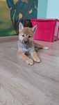 Shiba Inu suczka gotowa do zmiany domu