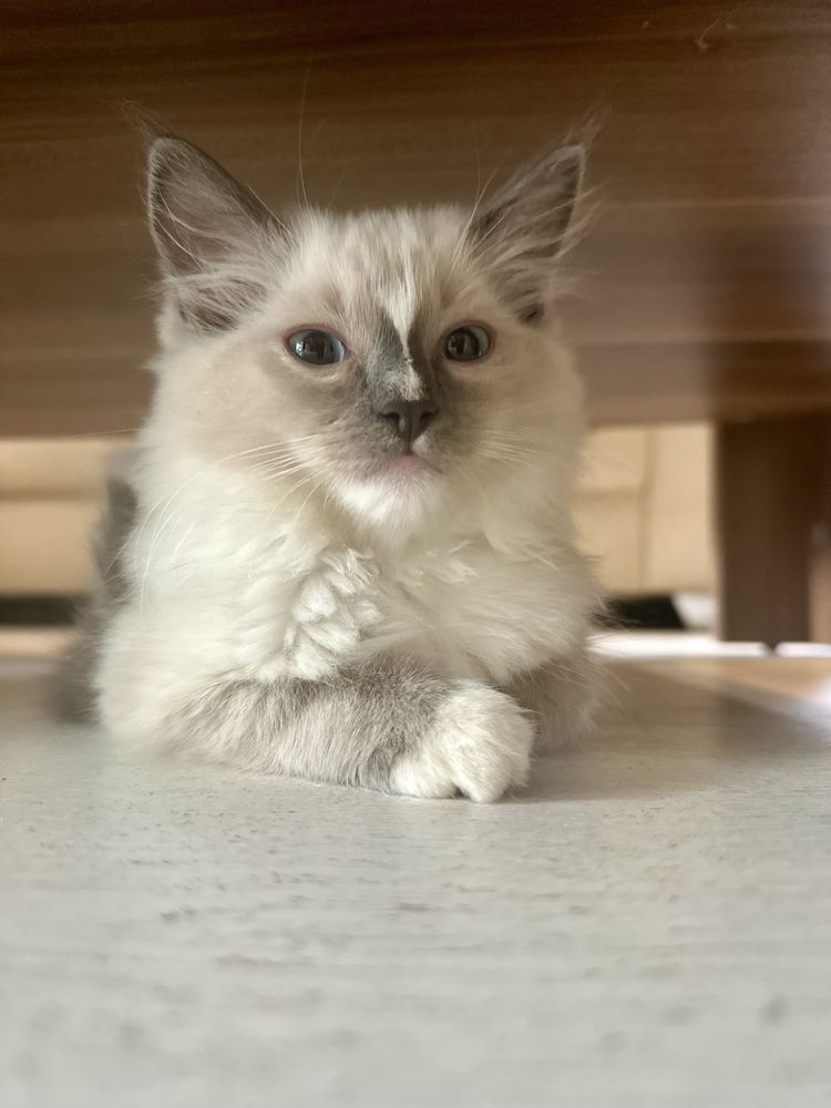 Ragdoll kotka blue mitted rodowód FPL FiFe FCI kot chip do odbioru