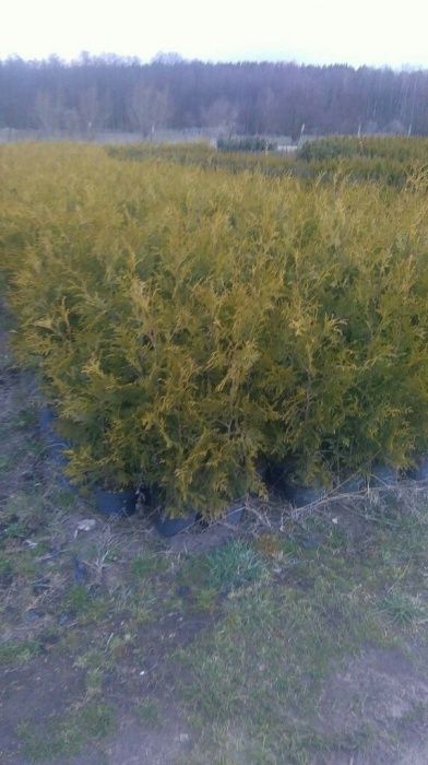 Thuja szmaragd, smaragd, brabant, braband, cyprys, jałowiec, jodła