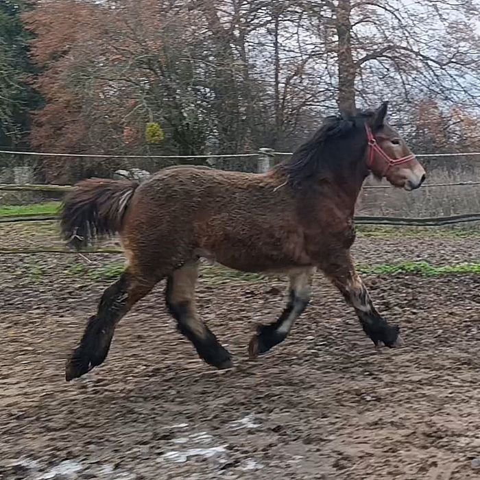 Ogierek zimnokrwisty