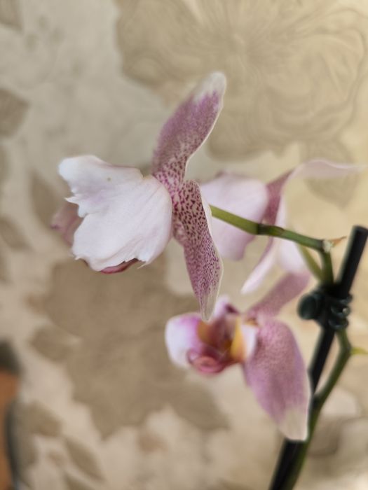 Продам орхідею метелик Урсула