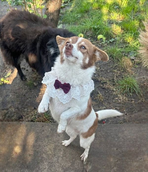 Отдам даром в добрые руки собачку метис маленькой породы