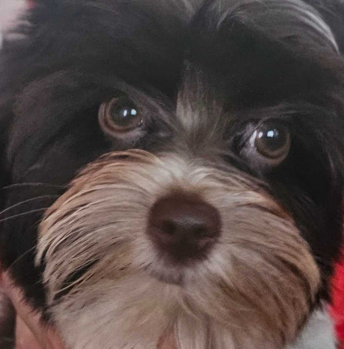 Yorkshire terrier-York Biro