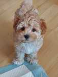 Maltipoo -suczka szczeniak