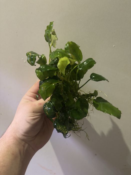 Anubiasy spore ilosci