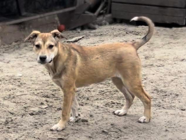 Красивая собака Ласка