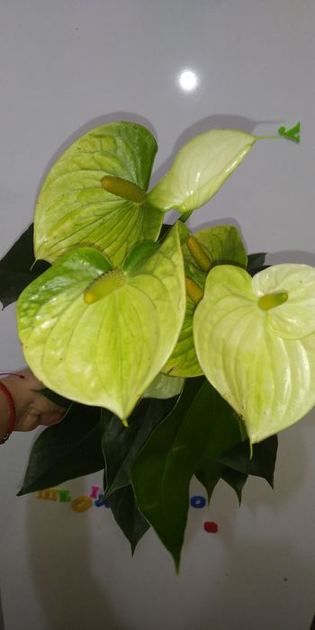 Антуріум Ваніла жовтий