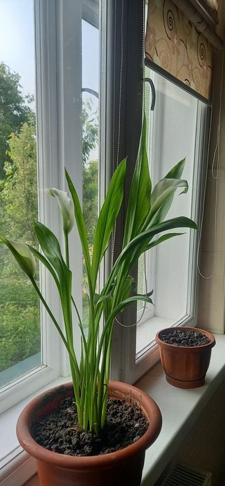 Кала біла кімнатна