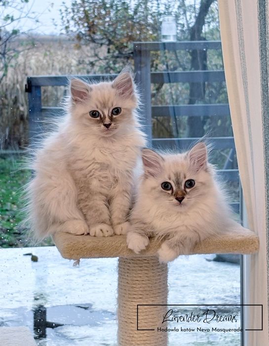Diuna - kotka Neva Masquerade (Lavender Dreams)