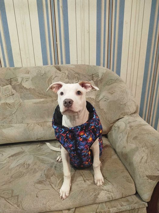 Амстаф 6 місяців