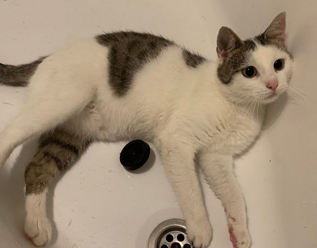 Kot do adopcji Felv+
