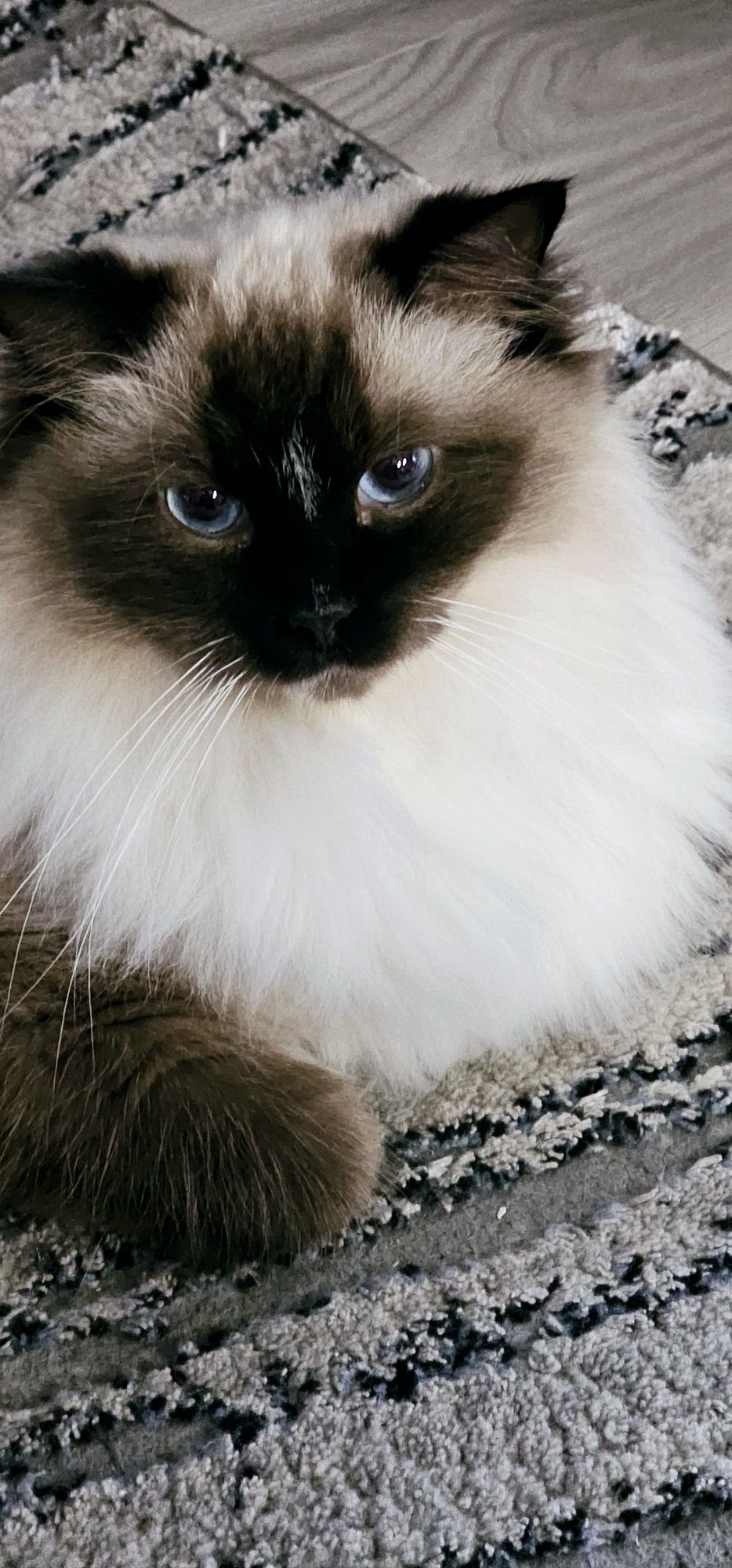 Ragdoll płatna adopcja