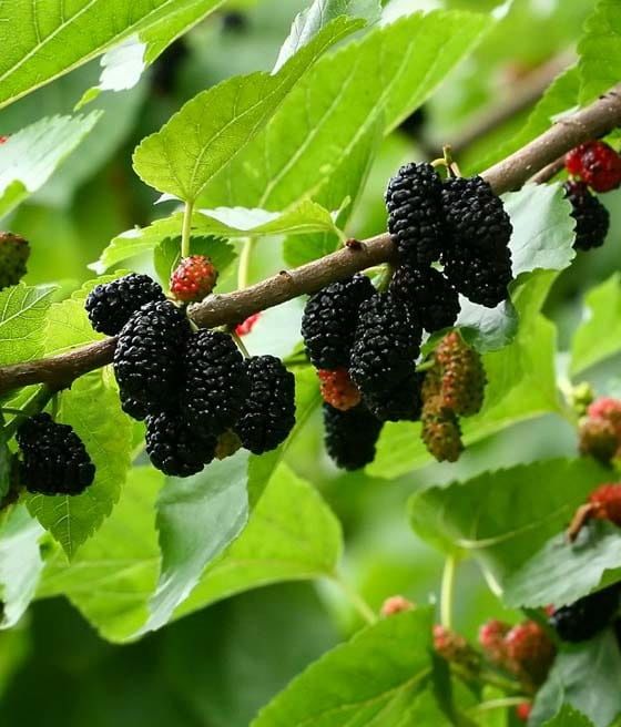 Morwa czarna pendula
