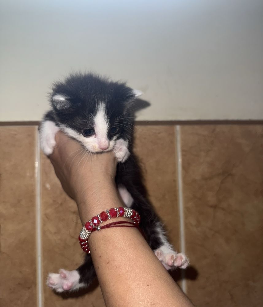 Кошенята в добрі руки
