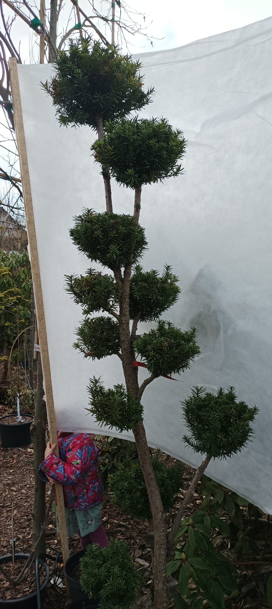 Bonsai, niwaki ogrodowe