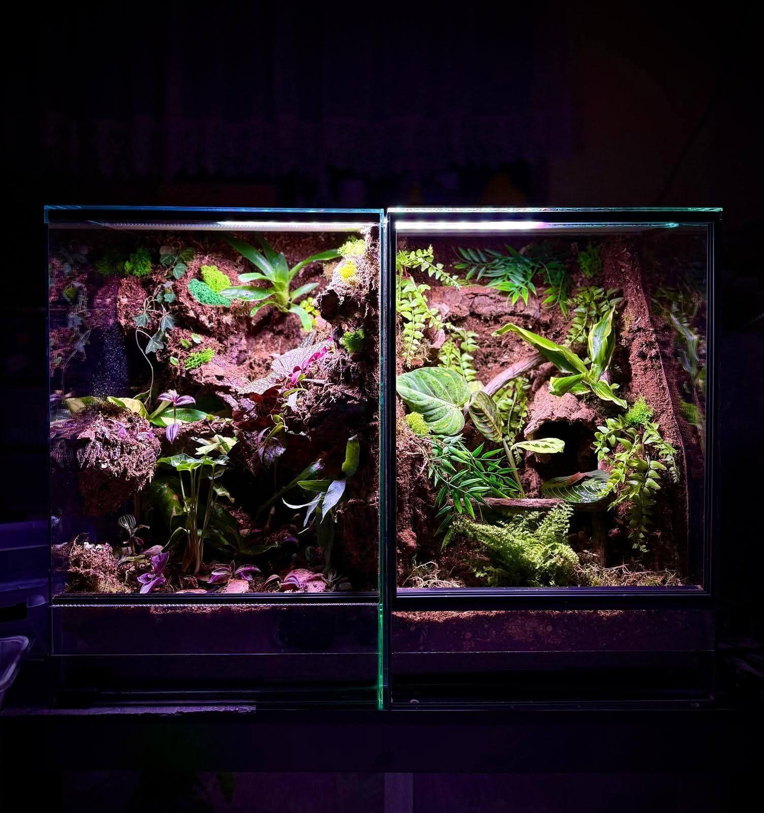 Terrarium tropikalne z żywymi roślinami dla drzewołazów, żab, gekonów