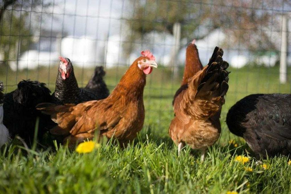 Kury nioski Rosa dowóz Gratis