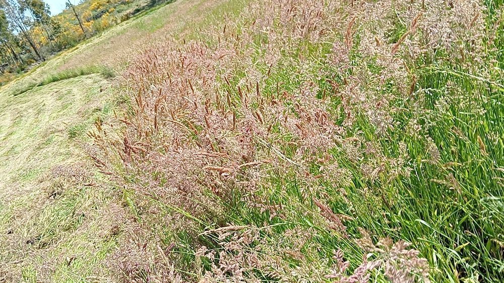 Rolos de feno de diversas sementes