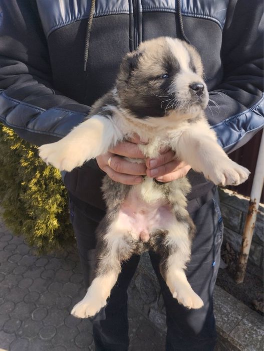 Продам цуценят Алабая