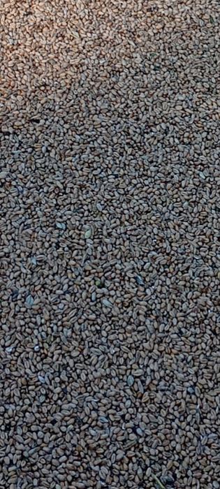 Sprzedam pszenicę zbiór2025