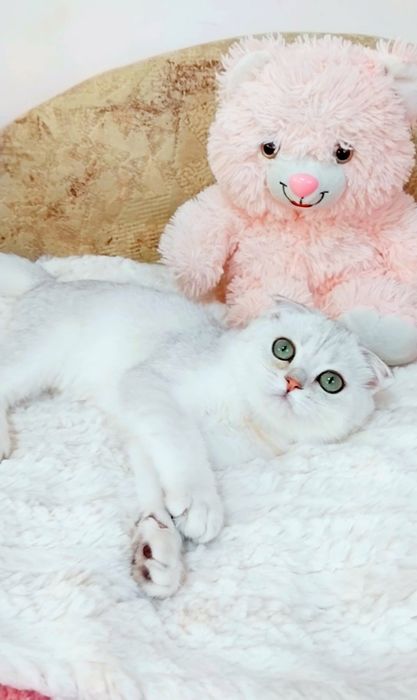 Неймовірно лагідний хлопчик Срібний шиншилка