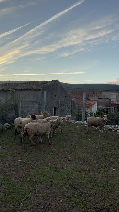 Vende-se 8 ovelhas