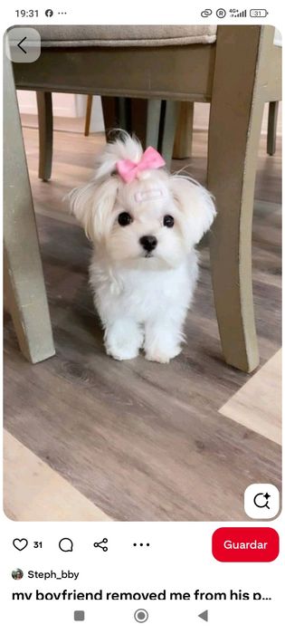 Bichon maltes lindos