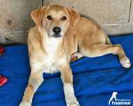 JANO - Cãozinho muito jovem para Adoção!