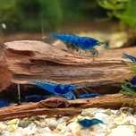 Krewetki Blue Velwet Niebieskie