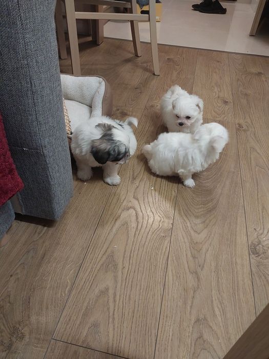 Sliczny szczeniak malshi do rezerwacji