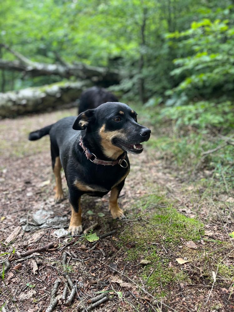 Suczka Nala do adopcji