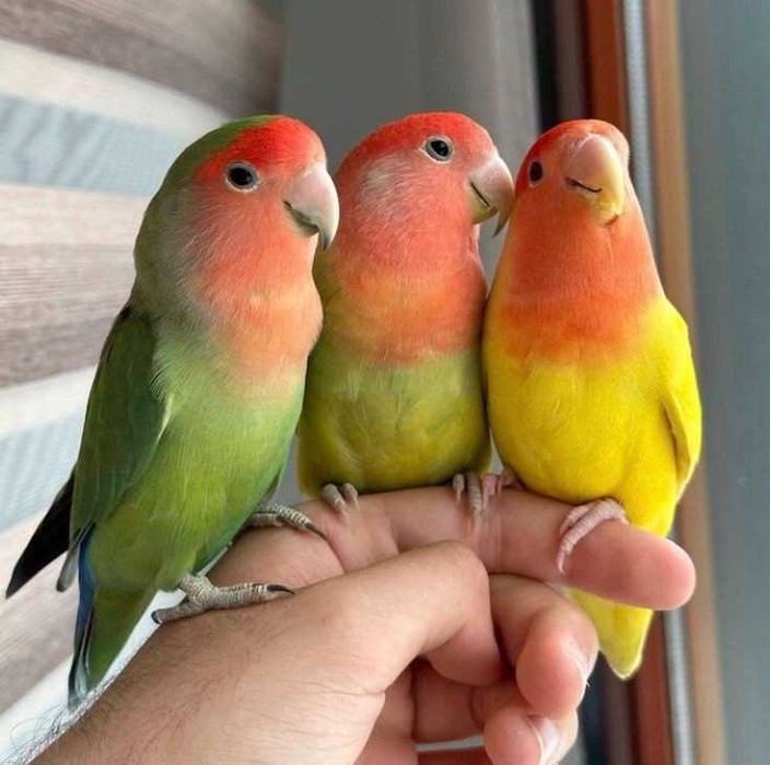 Vendo agapórnis bebes
