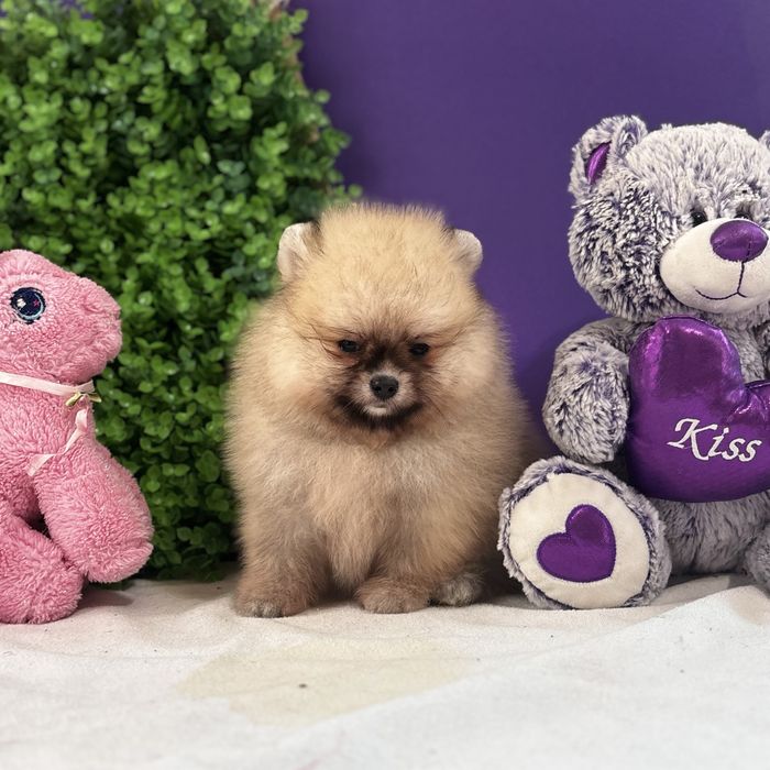 ляльковий Ведмедик шоу классу