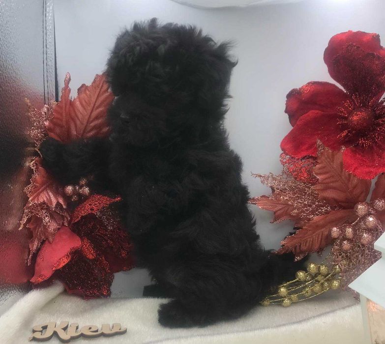 Мальтипу щенки из питомника. Киев Доставка за границу