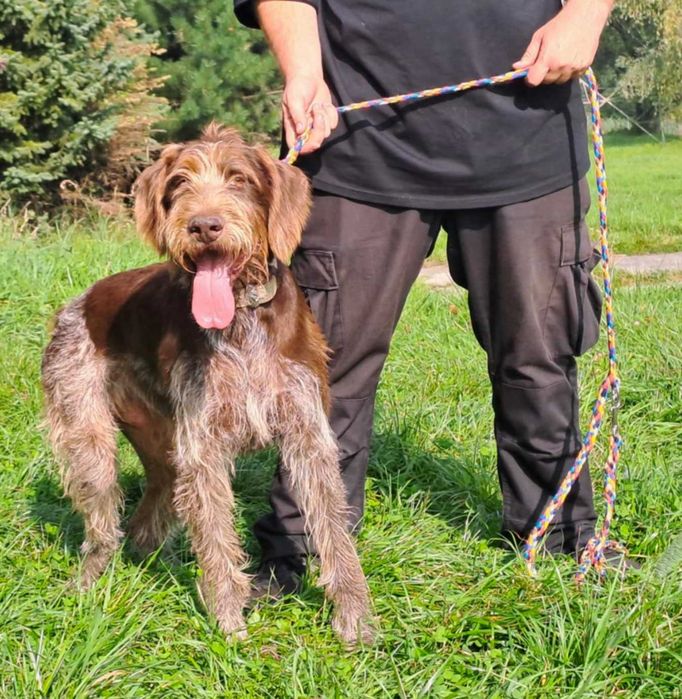 Charlie w typie wyżła szuka fajnego domu !