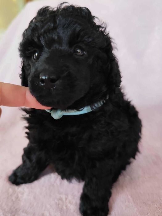 Pudel miniaturowy ZKwP FCI