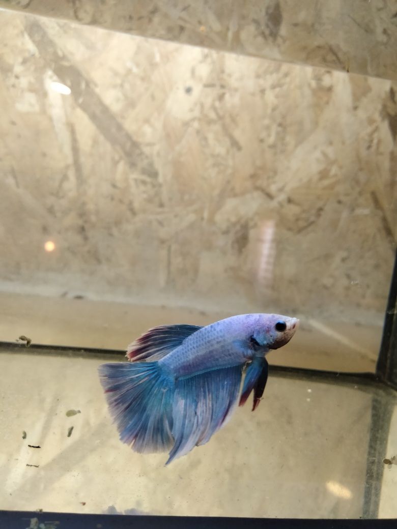 Bettas Macho muito bonito