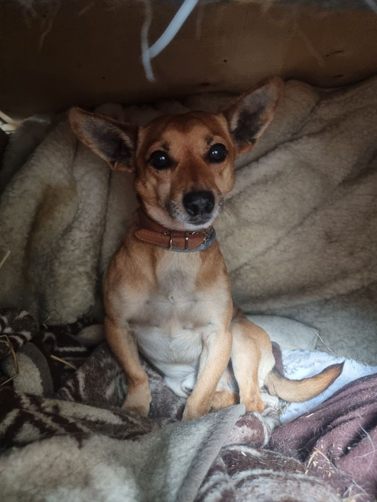 Dumbo - 5 kg, maluszek do adopcji!
