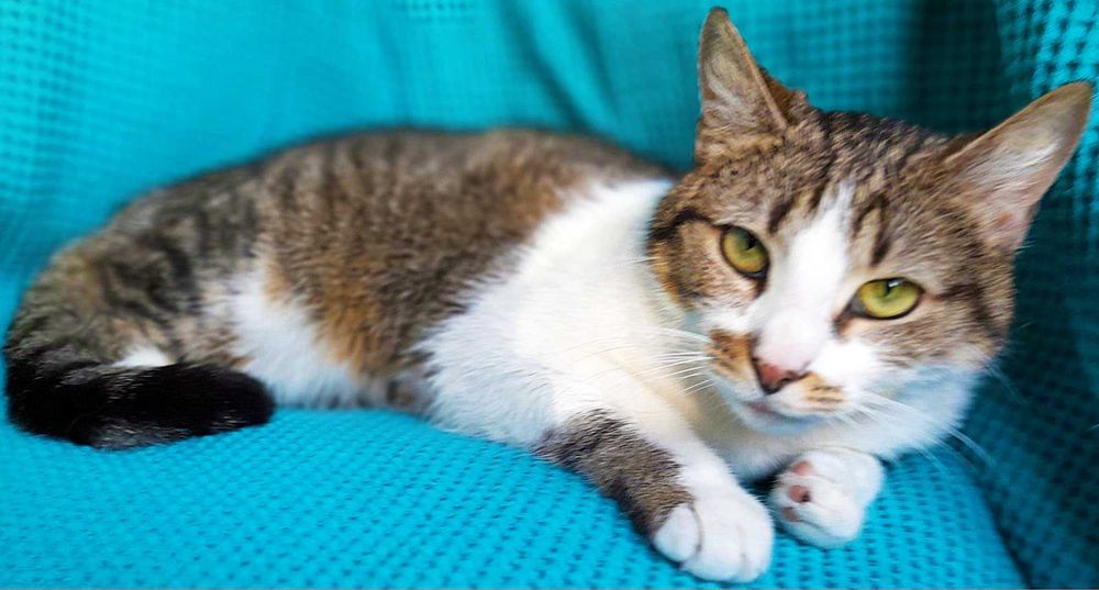 Біло-смугаста кішечка Брітні шукає сім’ю! кішка 1рік,  кошка кошеня