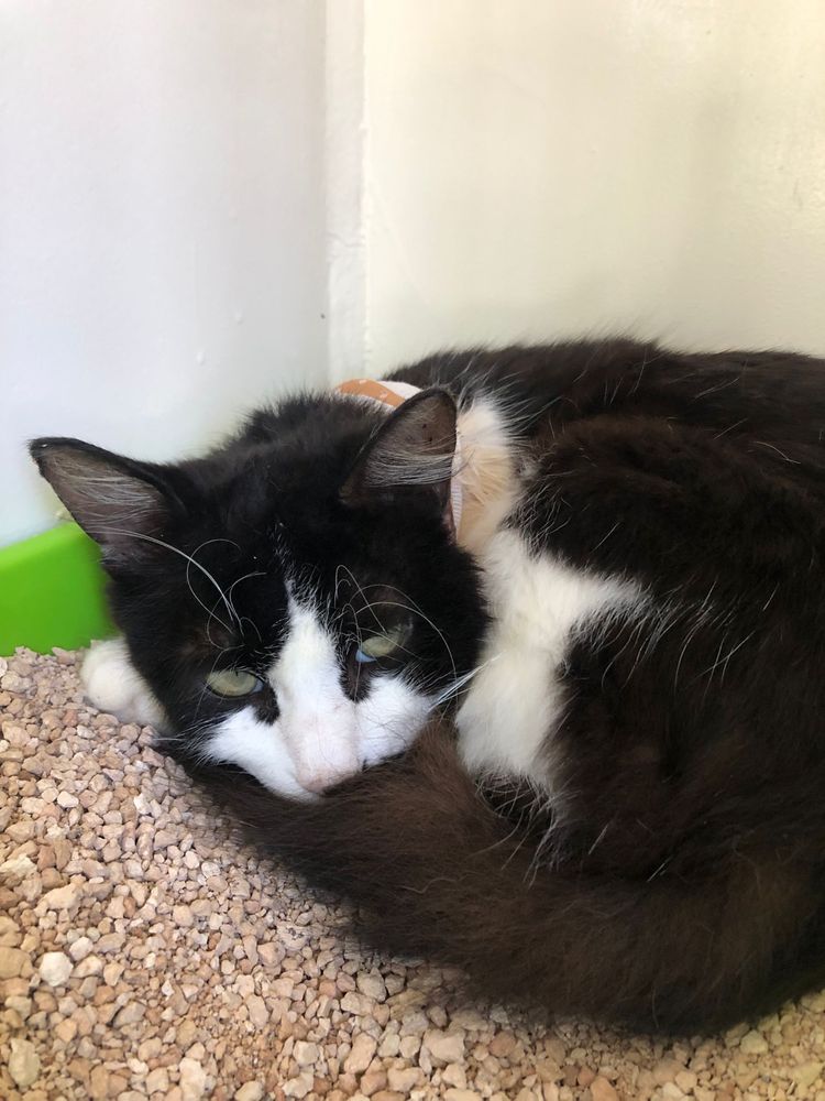 Yinyang - Gato procura familia fe acolhimento