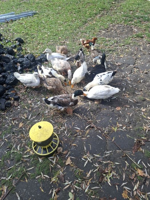 Kaczki dworki tegoroczne
