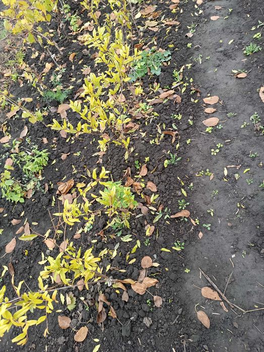 Саджанці гранат інжир виноград фундук глід смородина малина жасмин