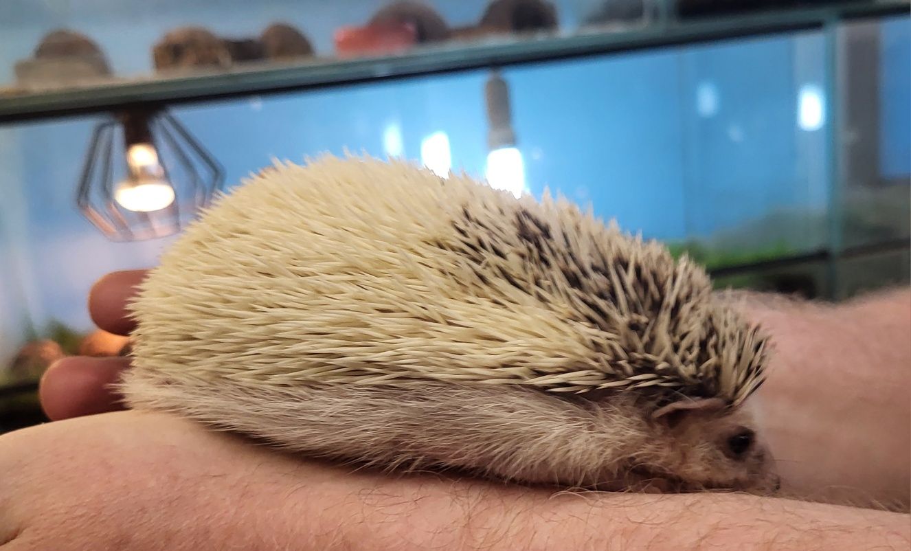 Jeż Pigmejski Afrykański Samiec - Sklep Zoologiczny