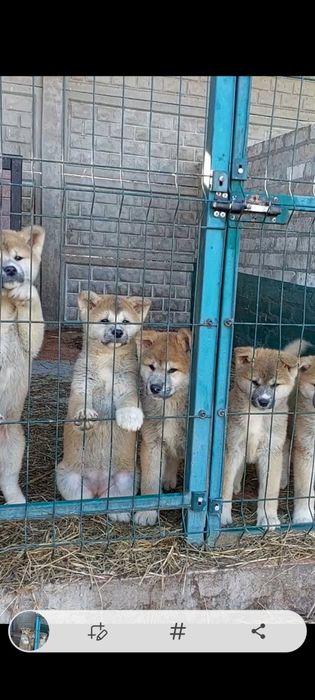 Акіта іну. Гарні песики вибір ксу