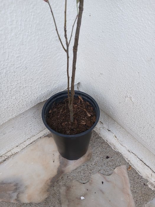 Macieira  ja adubada pronta para por na terra.